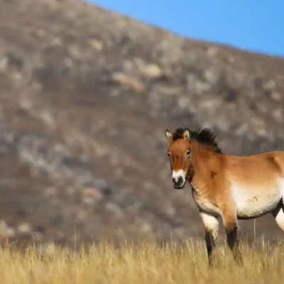 Hustai National Park